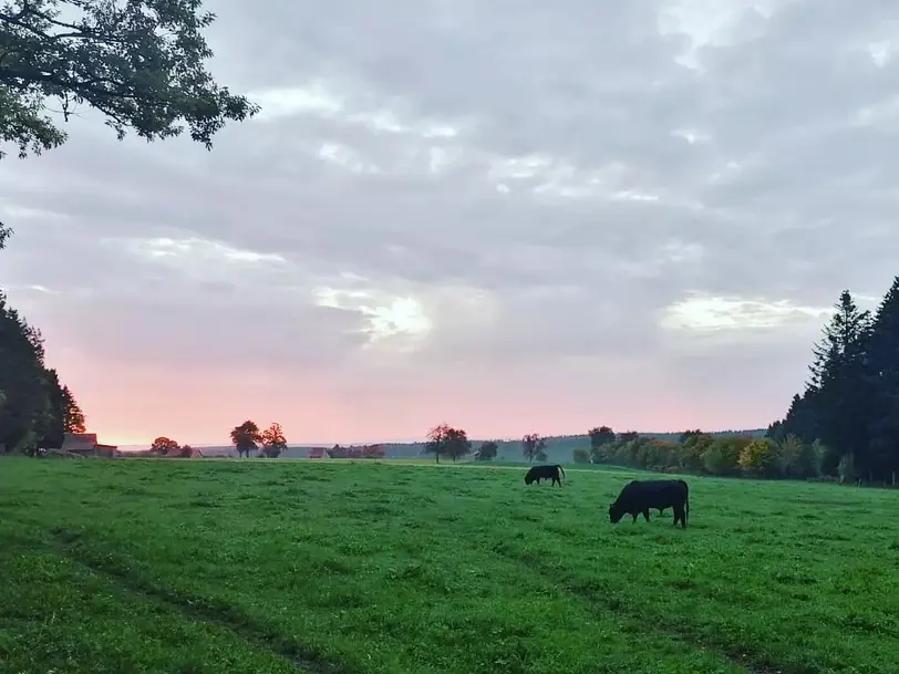 Galloways vom Teinachtal in Neuweiler